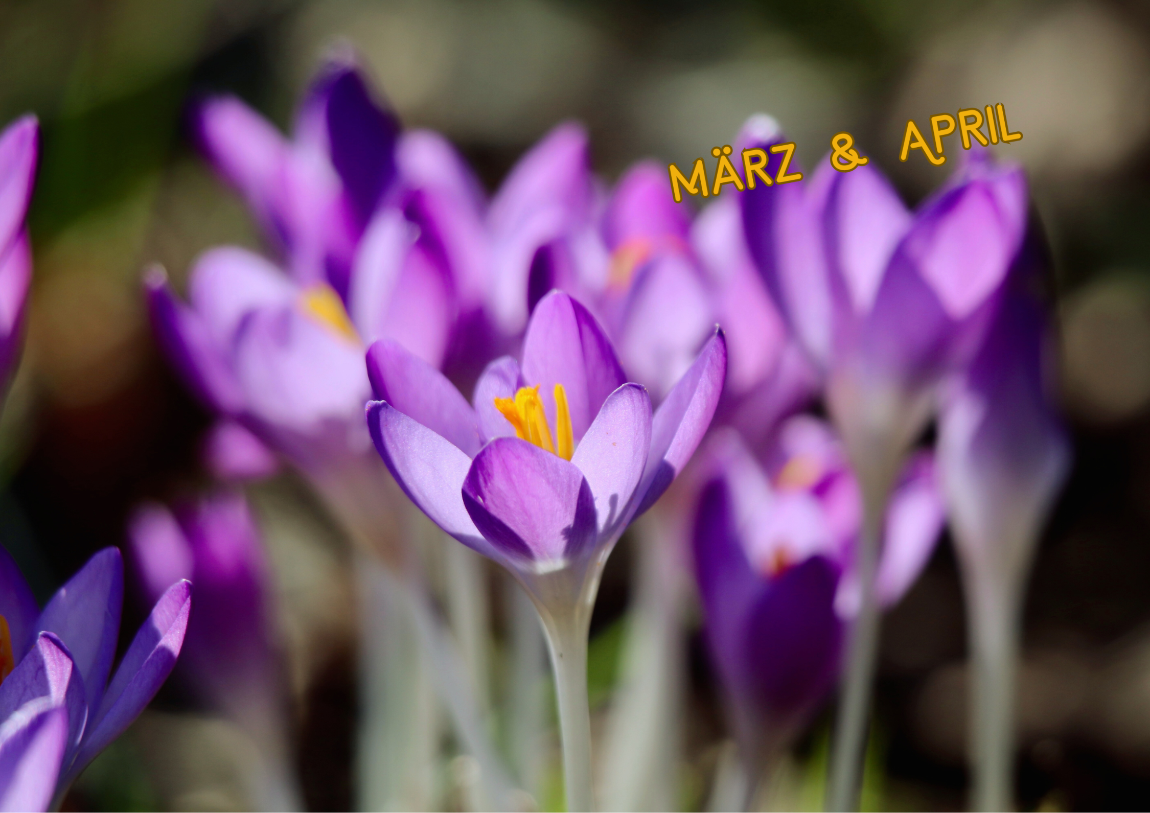 Lila Krokusse blühen im Frühling