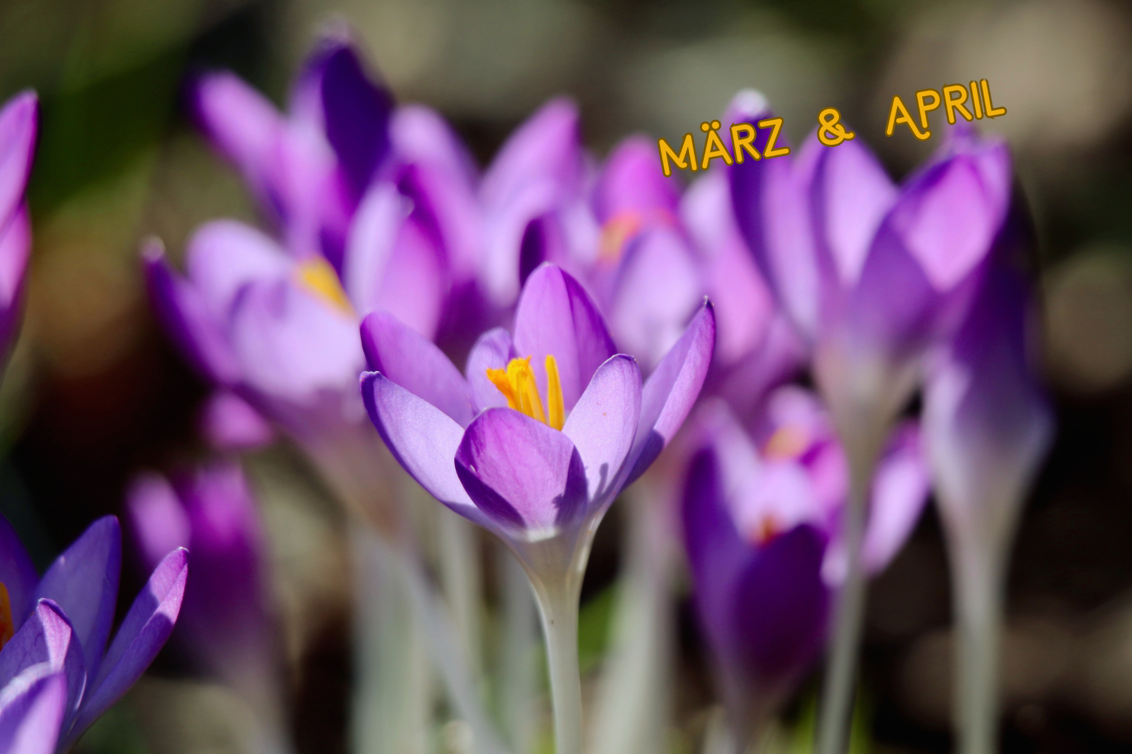 Lila Krokusse blühen im Frühling