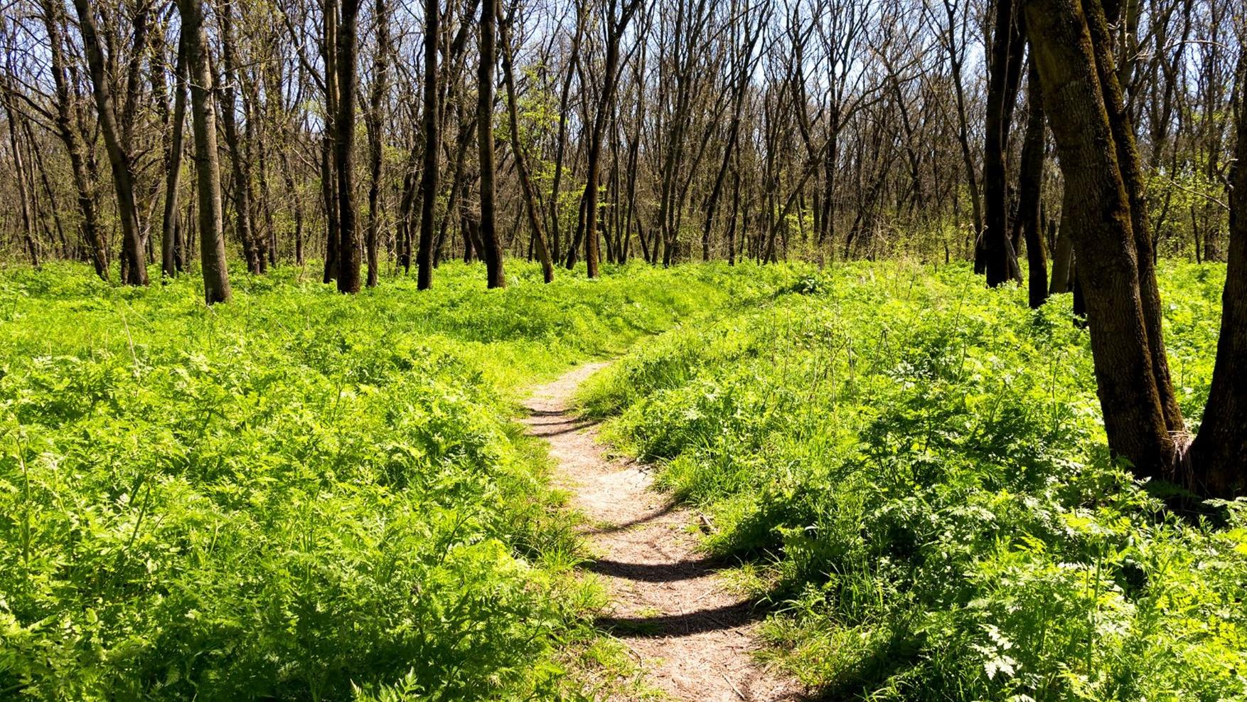 Waldweg im Frühling